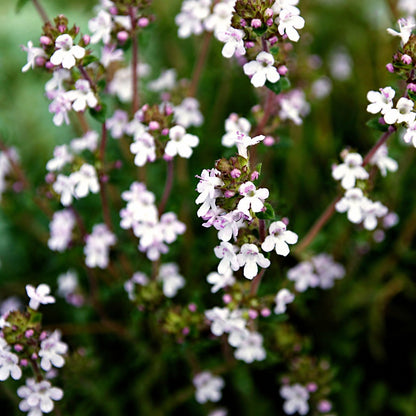 🌺Creeping Thyme Seeds, Multi‑Color Ground Cover Flower Seeds🌺