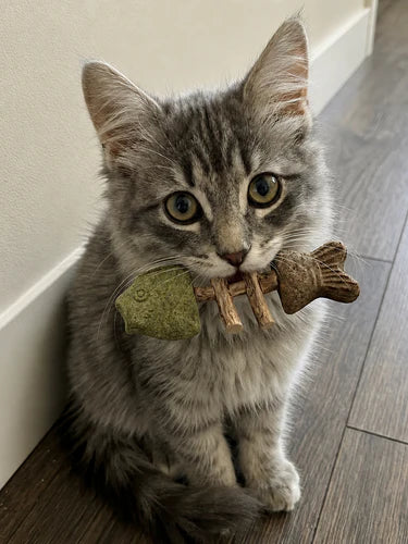 Kitten with catnip chew toy
