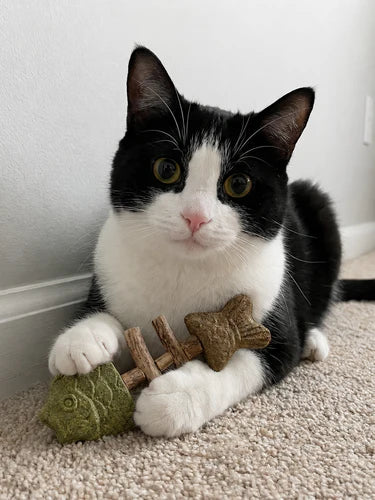 Cat holding silvervine chew toy