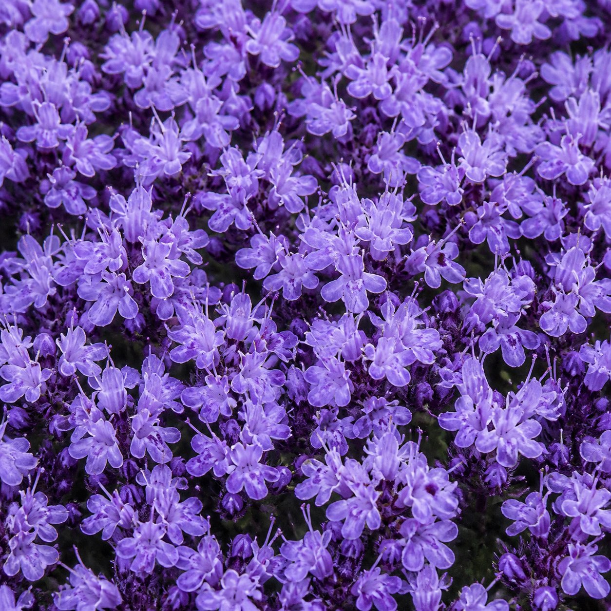 🌺Creeping Thyme Seeds, Multi‑Color Ground Cover Flower Seeds🌺