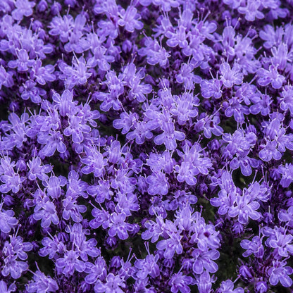 🌺Creeping Thyme Seeds, Multi‑Color Ground Cover Flower Seeds🌺