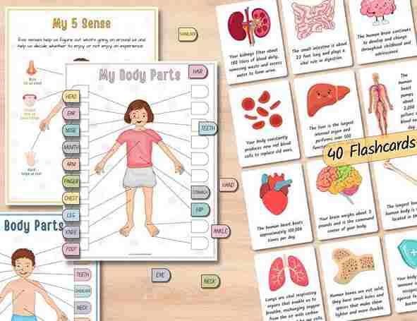 Human Anatomy Busy Book