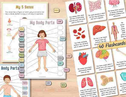 Human Anatomy Busy Book