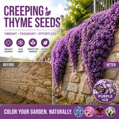 🌺Creeping Thyme Seeds, Multi‑Color Ground Cover Flower Seeds🌺