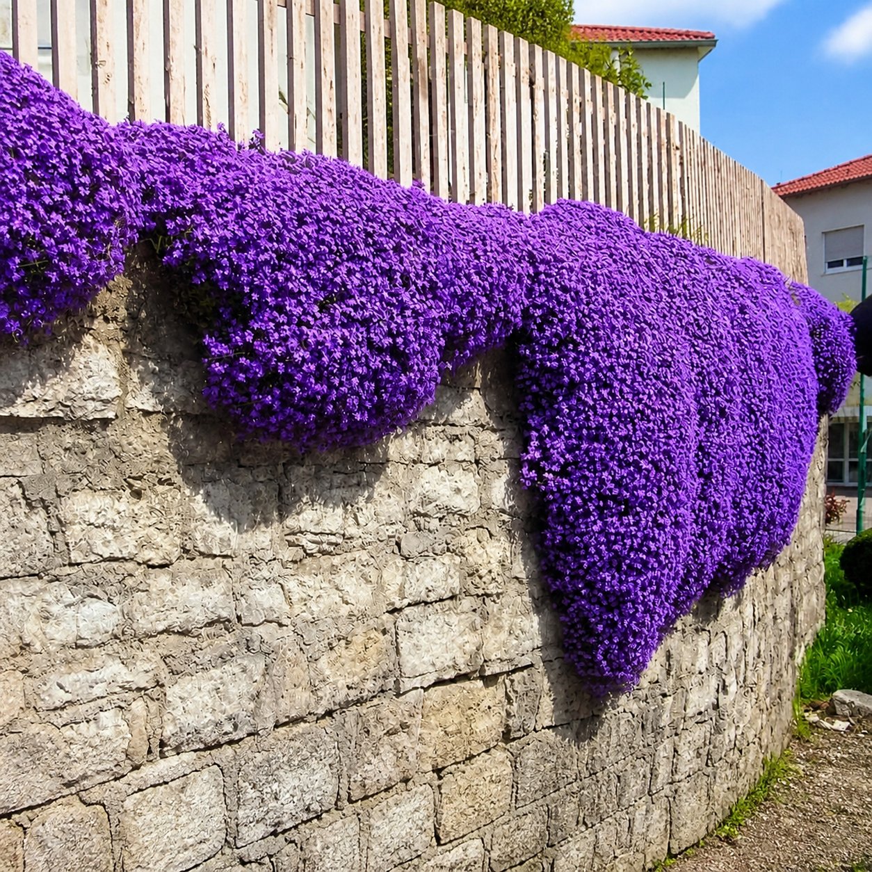 🌺Creeping Thyme Seeds, Multi‑Color Ground Cover Flower Seeds🌺