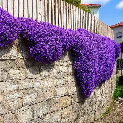🌺Creeping Thyme Seeds, Multi‑Color Ground Cover Flower Seeds🌺
