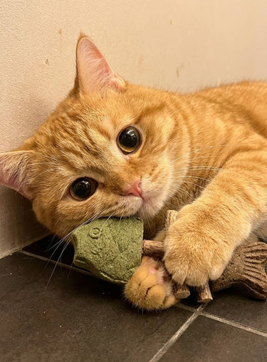 Orange cat playing with chew toy