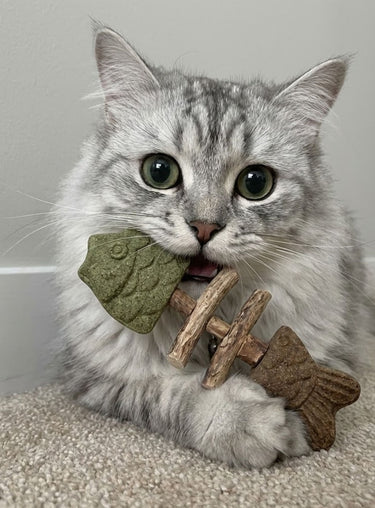 Gray cat biting cat chew toy