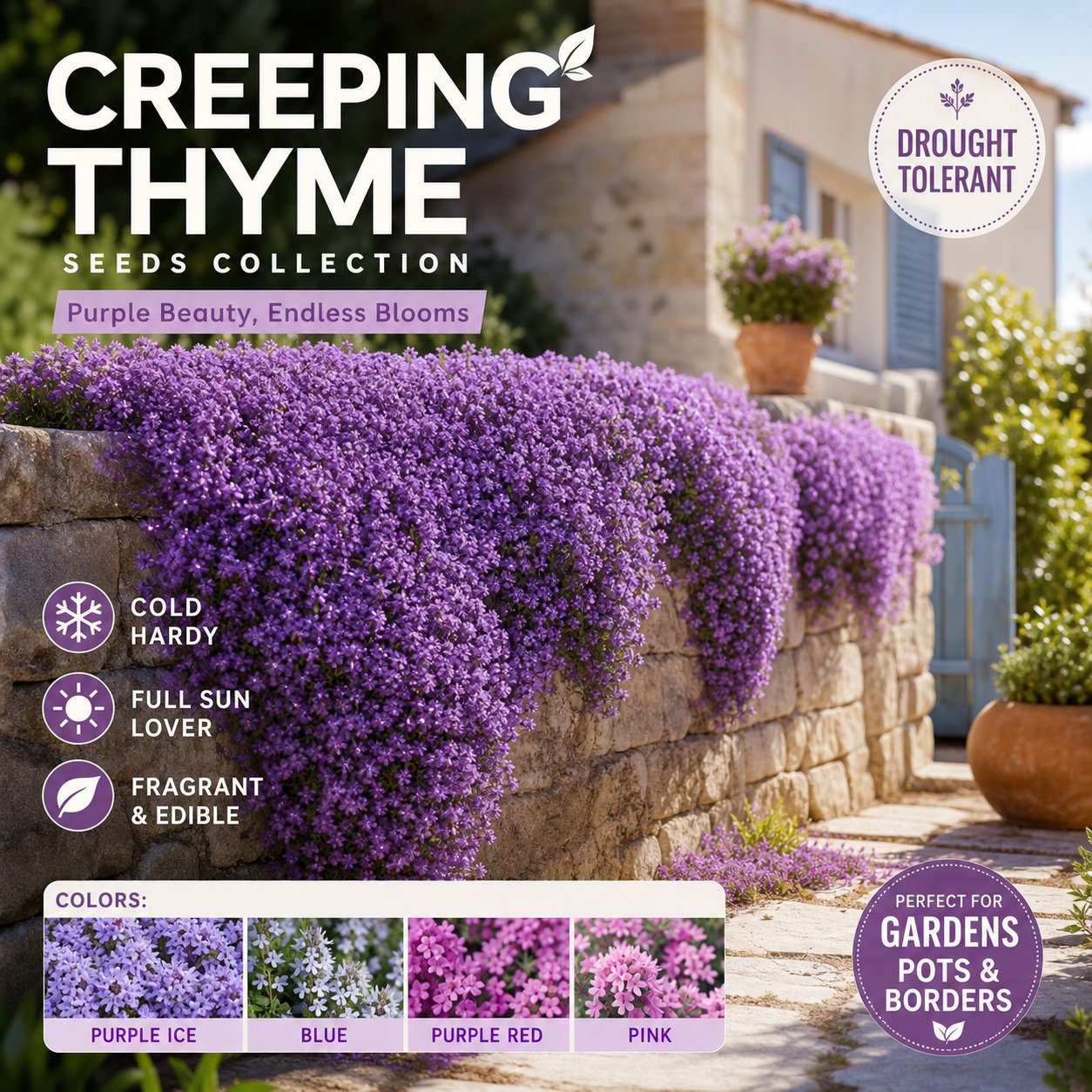 🌺Creeping Thyme Seeds, Multi‑Color Ground Cover Flower Seeds🌺