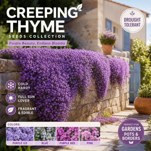 🌺Creeping Thyme Seeds, Multi‑Color Ground Cover Flower Seeds🌺